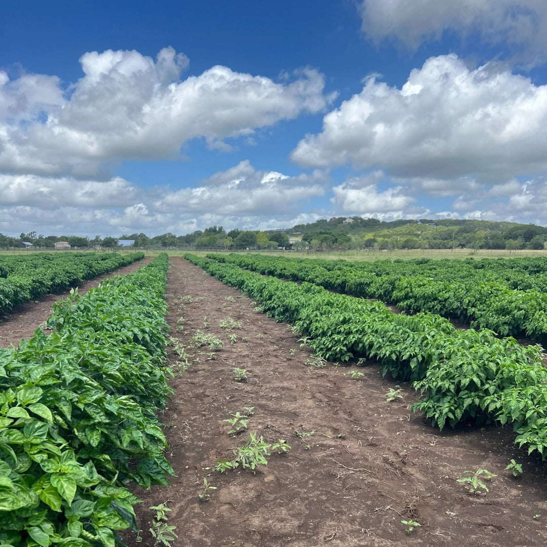 Hill Country Hot Peppers Farm with rows of pepper plants against a cloudy sky