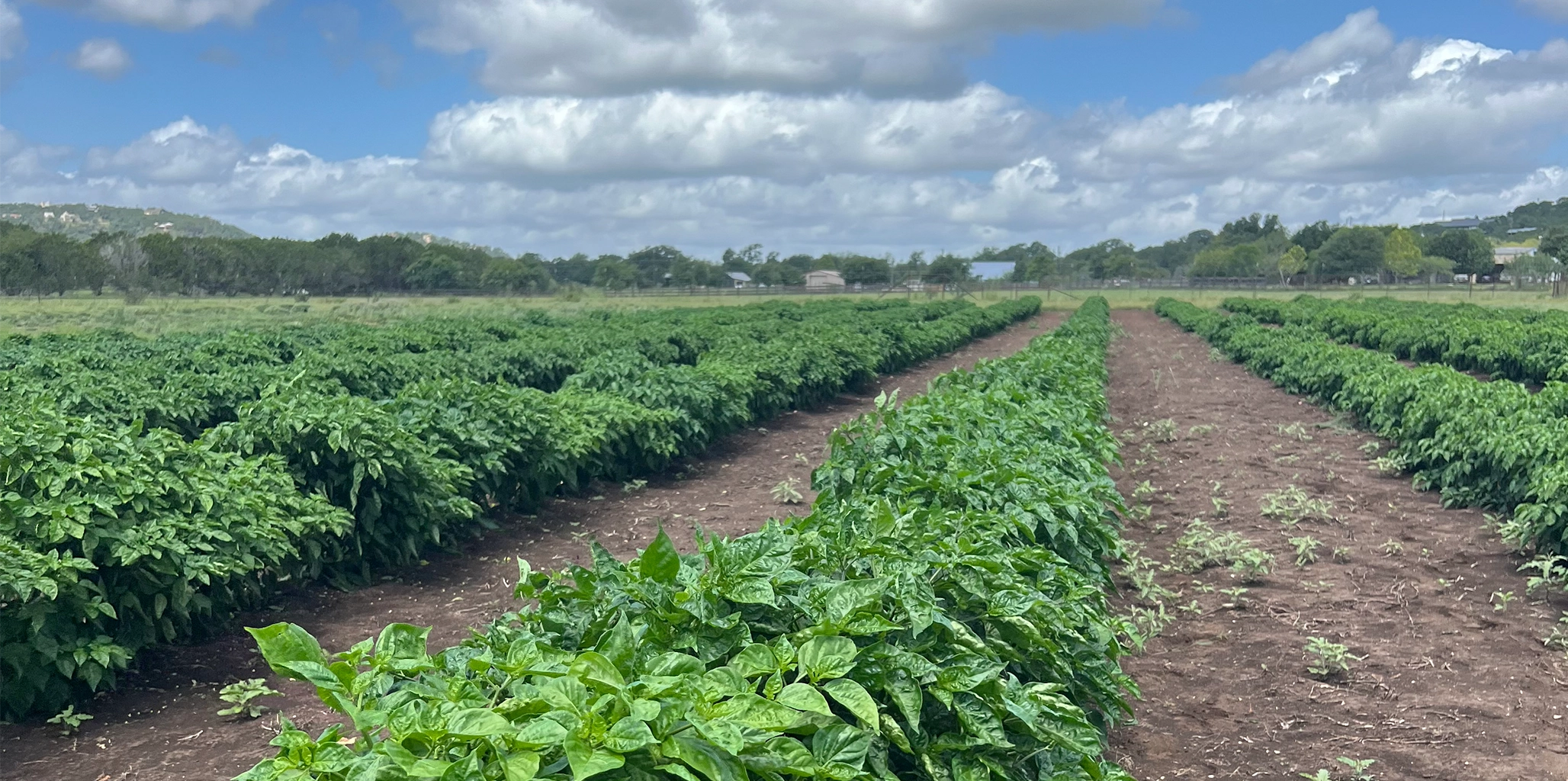 Row of green plants in a field with a blue sky and clouds.