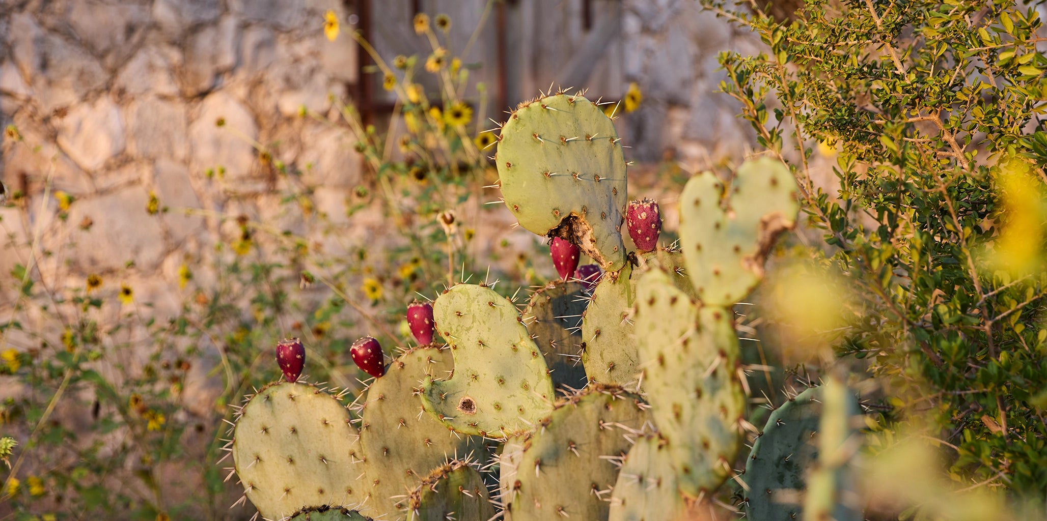 Prickly pear cactus with red fruits against a blurred natural background